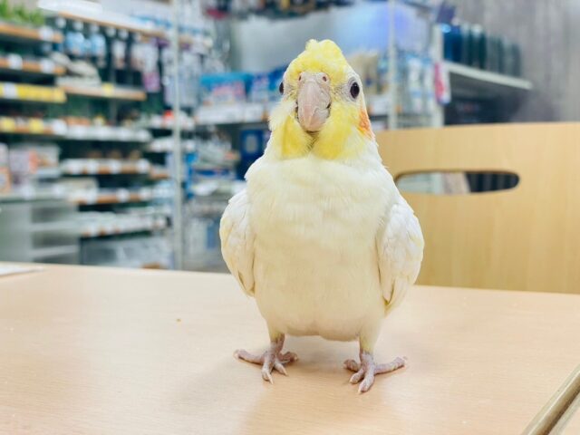 オカメインコ