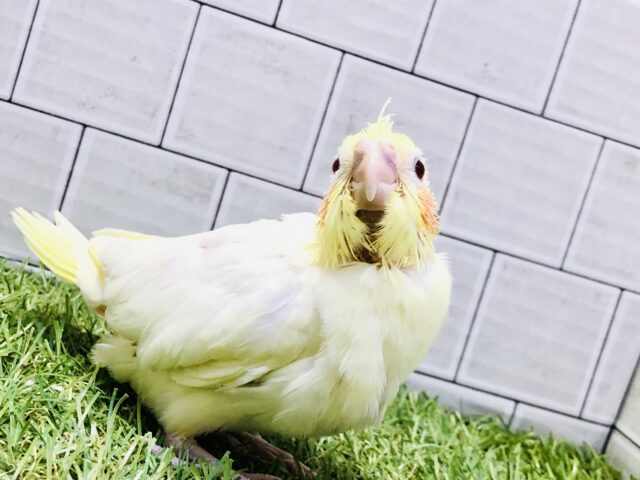 オカメインコ