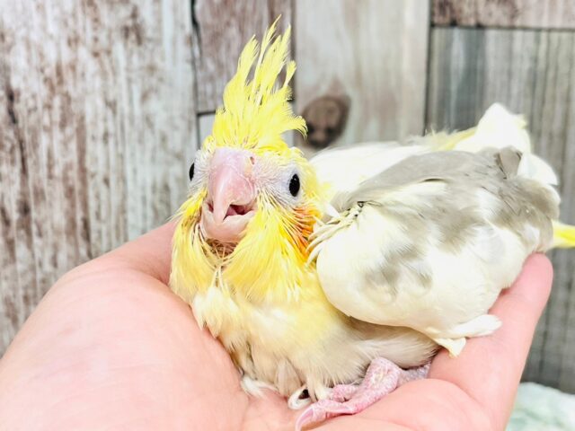 オカメインコ