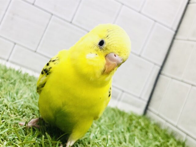 セキセイインコ