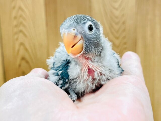 ブルーボタンインコ