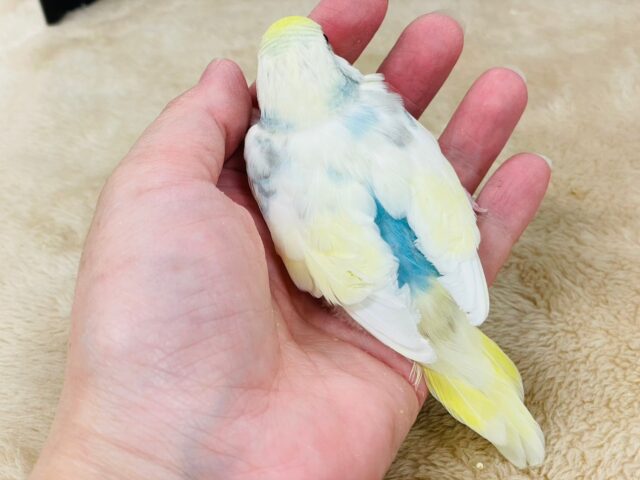 セキセイインコ