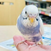 【最新画像更新🪄】白多め♡♡セキセイインコ（パイド）ヒナ