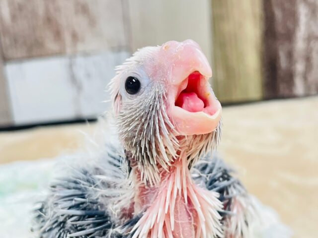 ひな鳴きが止まらない☆オカメインコ（ホワイトフェイスパイド）ヒナ