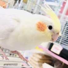 ビックボディには夢と希望がいっぱい？？　オカメインコ