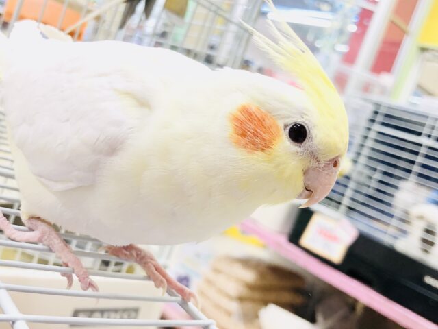 ビックボディには夢と希望がいっぱい？？　オカメインコ