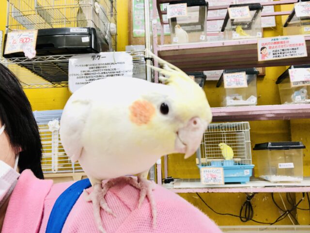 オカメインコ