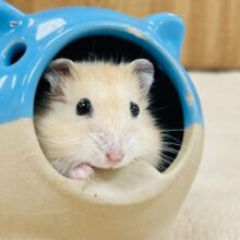 ひょっこり顔出し♡イエロープディングハムスター（男の子）