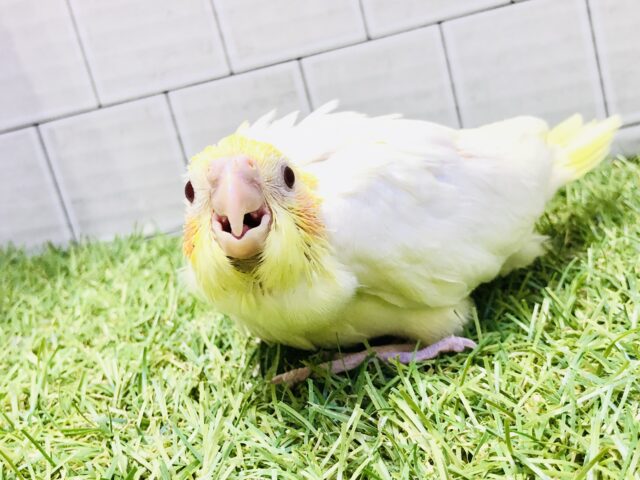 オカメインコ