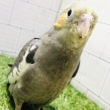 【最新画像更新☆☆】実はこのカラーが？？　オカメインコ