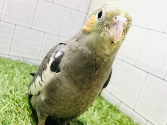 【最新画像更新☆☆】実はこのカラーが？？　オカメインコ