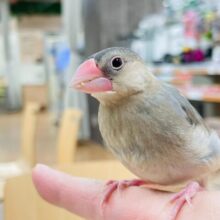 【最新動画更新🪄カゴデビューしました☆】ご飯大好き！！桜文鳥　ヒナ
