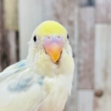 たくさん遊んでね♪セキセイインコ（パステルレインボーパイド）ヒナ