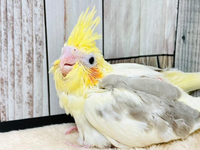 オカメインコ