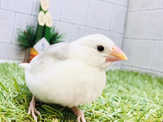 【最新画像更新☆☆】真っ白雪化粧で華やか～　白文鳥