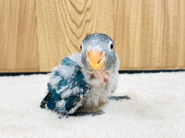 ブルーボタンインコ