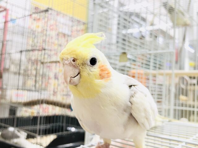 むちむち安心ミルクティー☕　オカメインコ