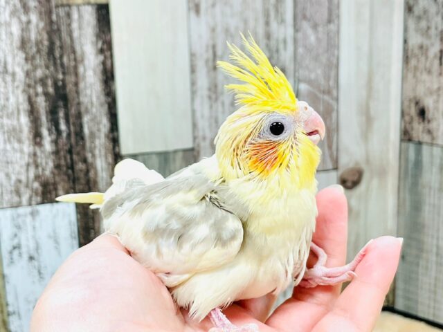 オカメインコ