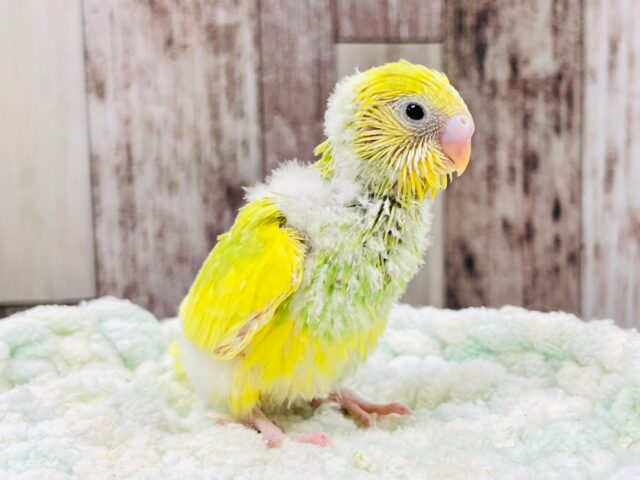 セキセイインコ