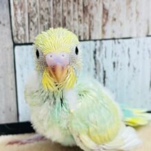 大きいお目目に見つめられちゃう❤︎セキセイインコ（パステルカラーレインボースパングル）ヒナ