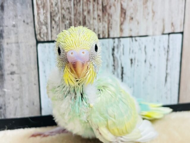 大きいお目目に見つめられちゃう❤︎セキセイインコ（パステルカラーレインボースパングル）ヒナ