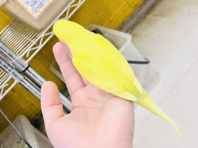 セキセイインコ