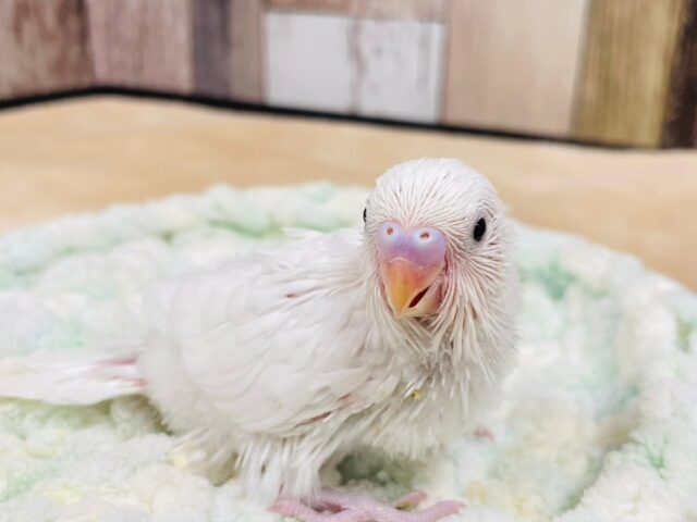 セキセイインコ