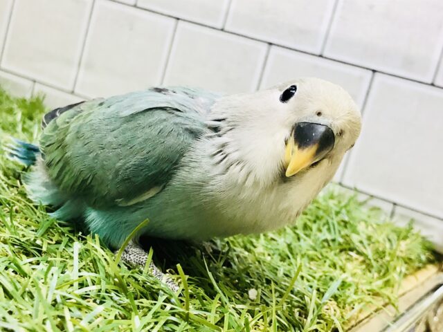 【最新画像更新☆☆】ワタワタのおぱんちゅがステキ！？　コザクラインコ