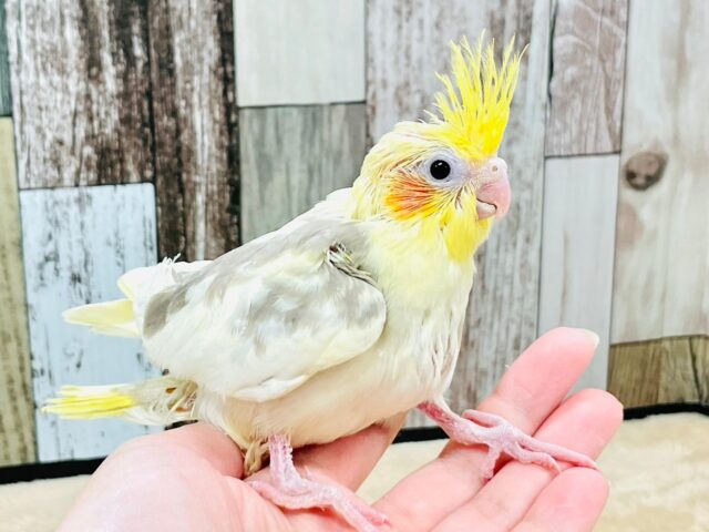 オカメインコ