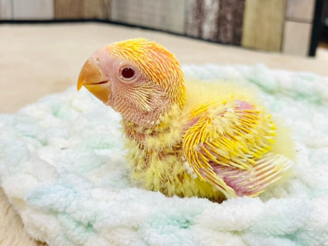 コザクラインコ（小桜インコ）