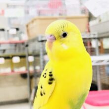 【最新画像更新☆☆】元気いっぱい冬晴れ！！　セキセイインコ