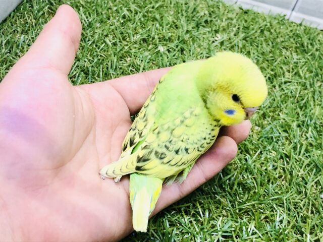 セキセイインコ