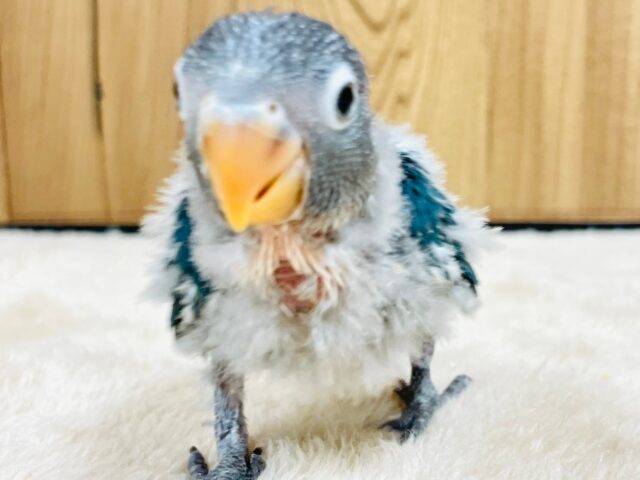 ブルーボタンインコ