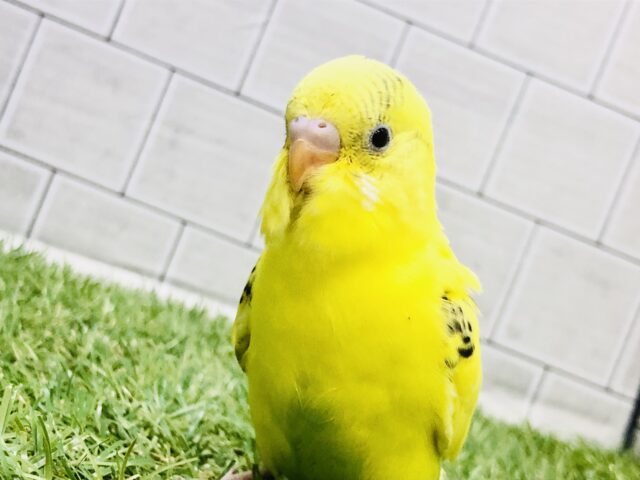 元気いっぱい冬晴れ！！　セキセイインコ