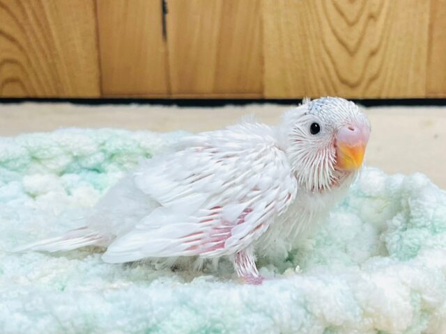 セキセイインコ