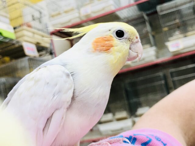 オカメインコ