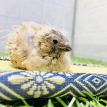 寝起きで少し眠そう？？　キンカチョウ