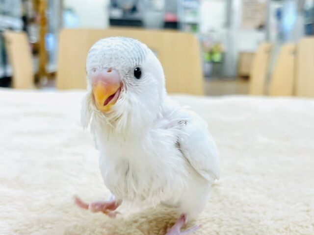 【最新画像更新🪄】真っ白に見える天使🪽セキセイインコ（パイド）