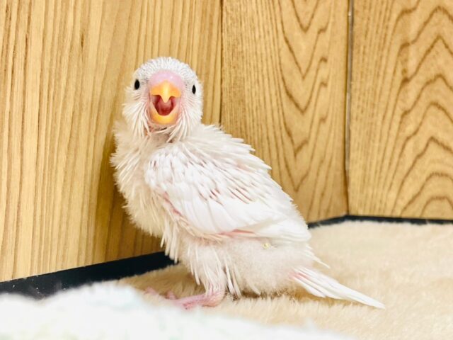 セキセイインコ