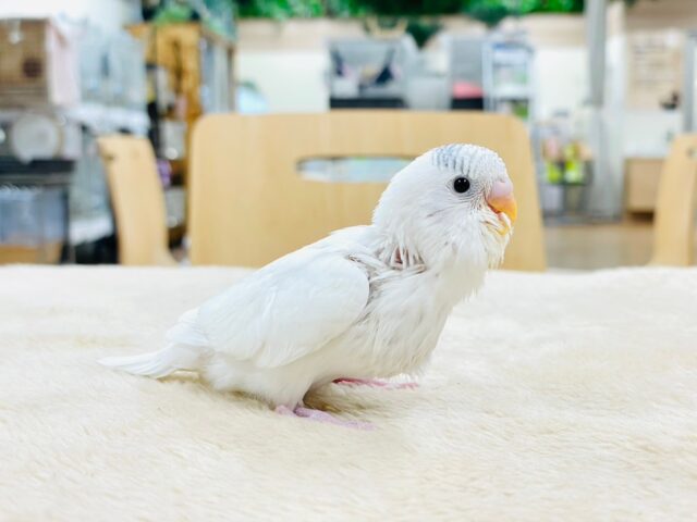 セキセイインコ