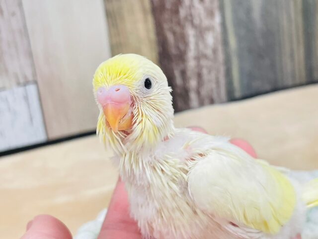 グラデーションが綺麗♡セキセイインコ（クリーム）ヒナ