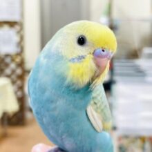 【最新画像更新🪄カゴデビューしました！】魅力たっぷり♡♡セキセイインコ（パステルレインボースパングル）ヒナ