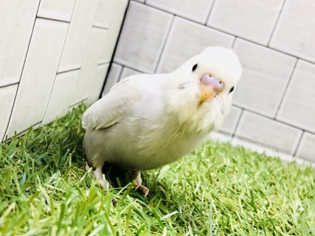 お久しぶりレアカラー！！　セキセイインコ