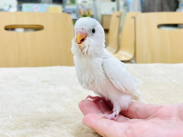 セキセイインコ