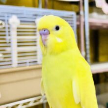【最新画像更新☆☆】きらっとお星さまカラー？？　セキセイインコ