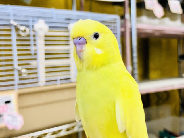 【最新画像更新☆☆】きらっとお星さまカラー？？　セキセイインコ