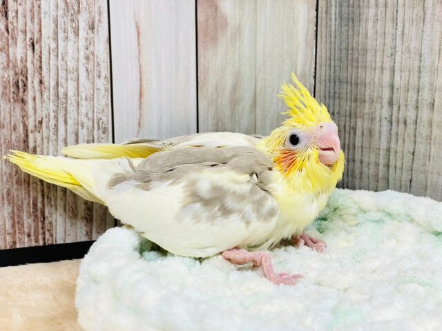 オカメインコ