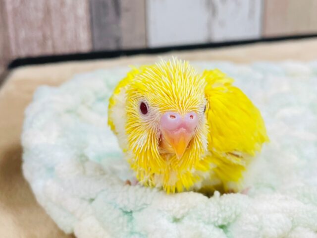 セキセイインコ