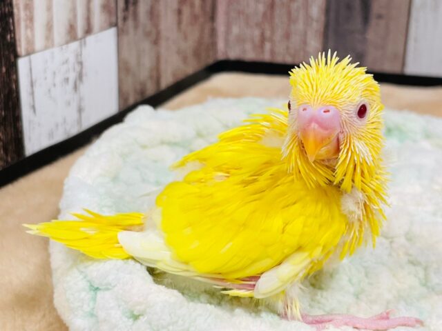 セキセイインコ