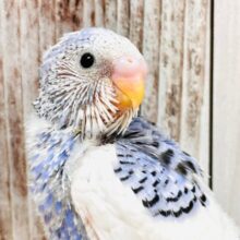早く飛びたいなぁ🫧セキセイインコ（パイド）ヒナ